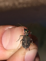 Cicindela oregona oregona