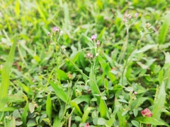 Cyanthillium cinereum
