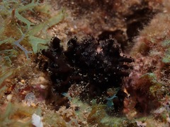 Entoprocta