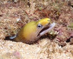 Gymnothorax rueppelliae