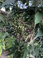 Sambucus australis