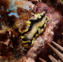 Pseudoceros paralaticlavus