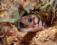 Gymnothorax gracilicauda