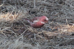 Carpodacus roseus