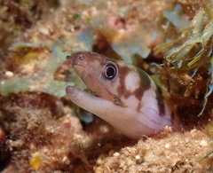 Gymnothorax gracilicauda