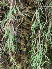Selaginella oregana