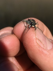 Cicindela oregona oregona