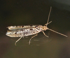 Ypsolopha ustella