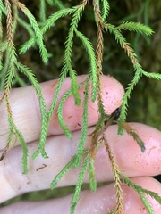 Selaginella oregana