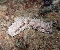 Stichopus