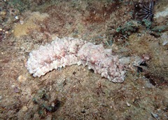 Stichopus