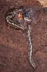 Meghimatium pictum