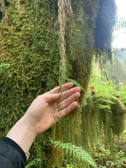 Selaginella oregana