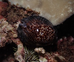 Mauritia maculifera maculifera