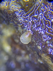 Brachiopoda