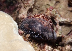 Mauritia maculifera maculifera