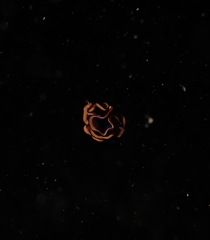 Pseudobiceros splendidus