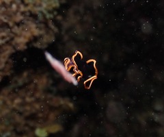 Pseudobiceros splendidus