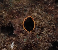 Pseudobiceros splendidus