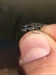 Cicindela oregona oregona