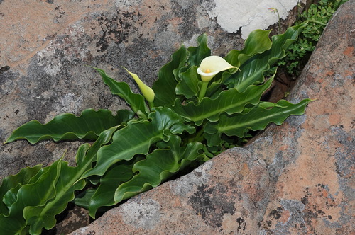 Image of Zantedeschia odorata by (c) desertnaturalist, some rights reserved (CC BY)