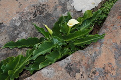 Zantedeschia odorata