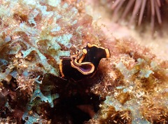 Pseudobiceros splendidus