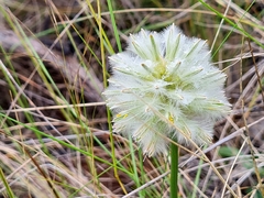 Ptilotus macrocephalus