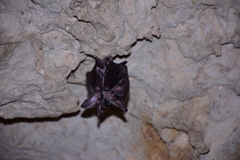 Chrotopterus auritus