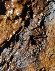 Hickmania troglodytes