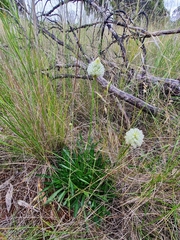 Ptilotus macrocephalus