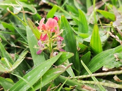 Alysicarpus vaginalis