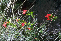 Castilleja fissifolia