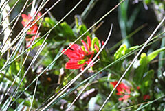 Castilleja fissifolia