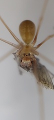 Spermophora