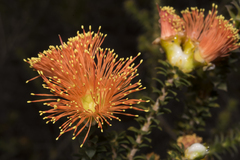 Melaleuca beaufortioides