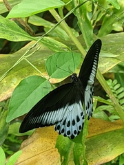 Papilio polymnestor