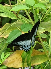 Papilio polymnestor