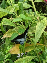 Papilio polymnestor