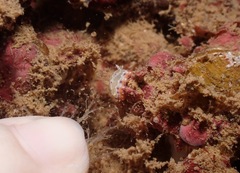 Goniobranchus decorus