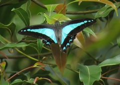 Graphium choredon