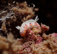 Goniobranchus decorus