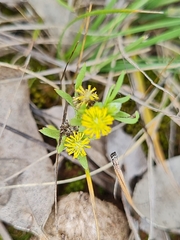 Triptilodiscus pygmaeus