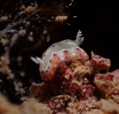Goniobranchus decorus