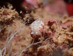 Goniobranchus decorus