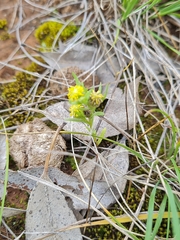 Triptilodiscus pygmaeus