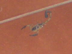 Centruroides bicolor