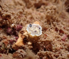 Ardeadoris tomsmithi