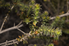 Melaleuca beaufortioides