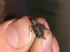 Cicindela oregona oregona